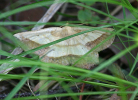 Saw-wing